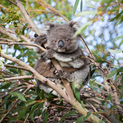 Kangaroo Island - Australie
